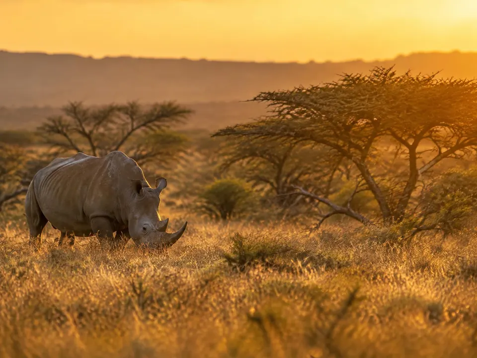 A white rhino grazing in golden grassland at sunset (illustrative image)